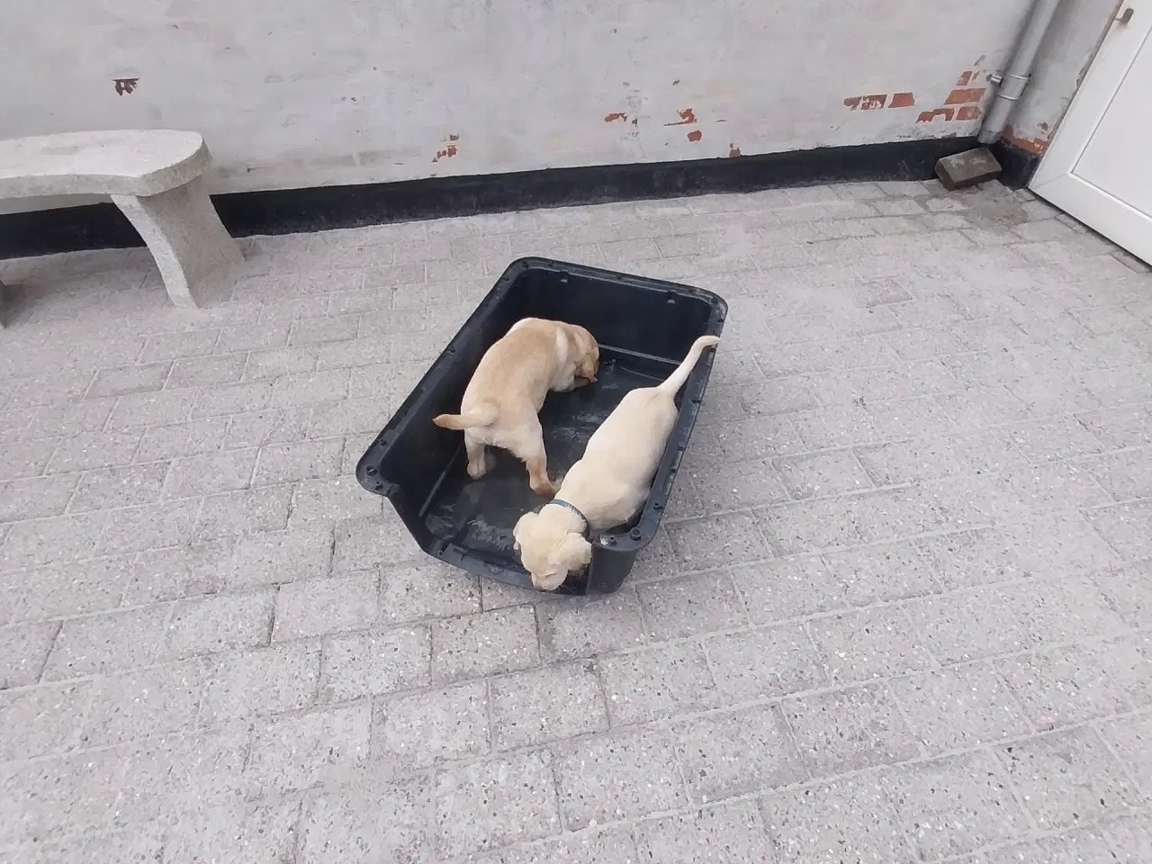 Billede 3 - Gule Labrador Hvalp.