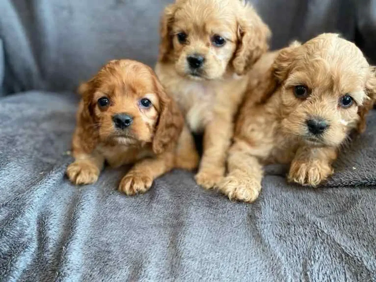 Billede 3 - Ægte Cocker Poo