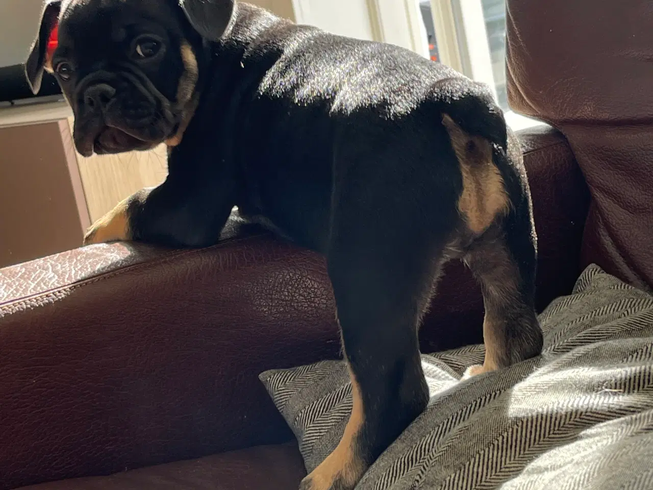 Billede 3 - Fransk bulldog 