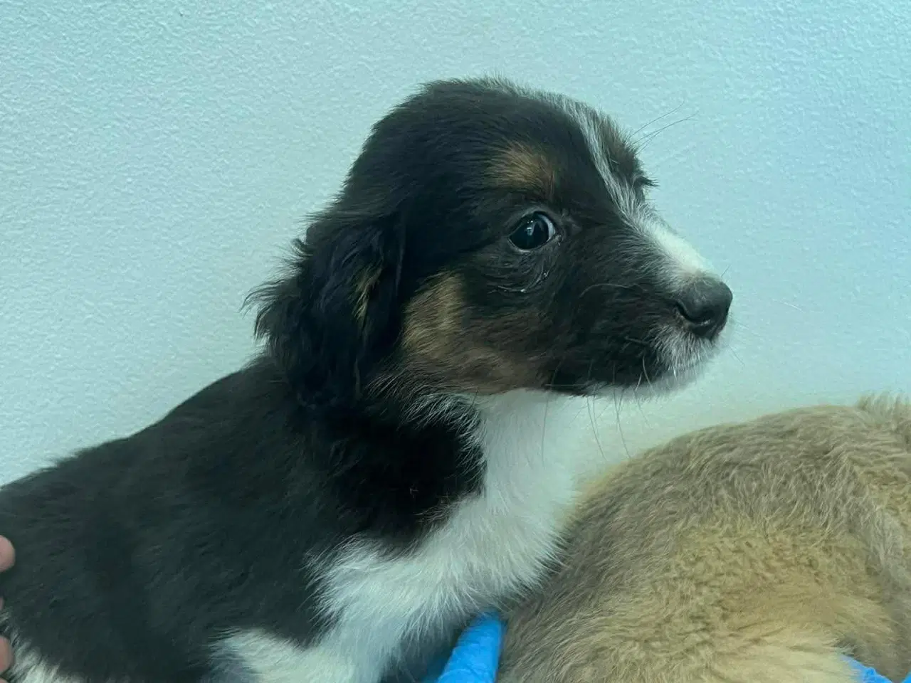 Billede 10 - Skønne Nuri søger et kærligt hjem