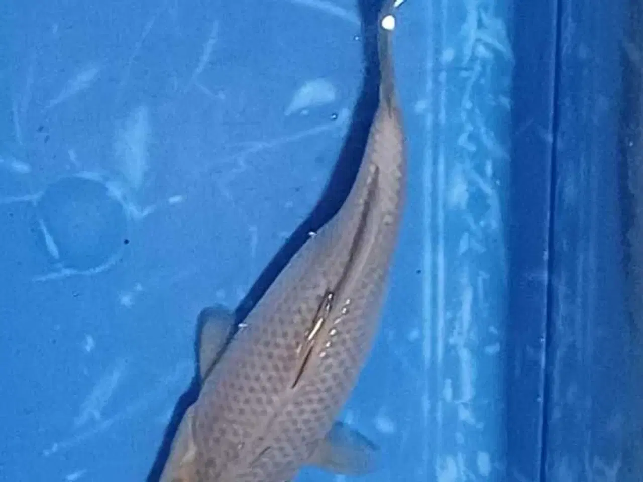 Billede 1 - Koi Chagoi 30 cm