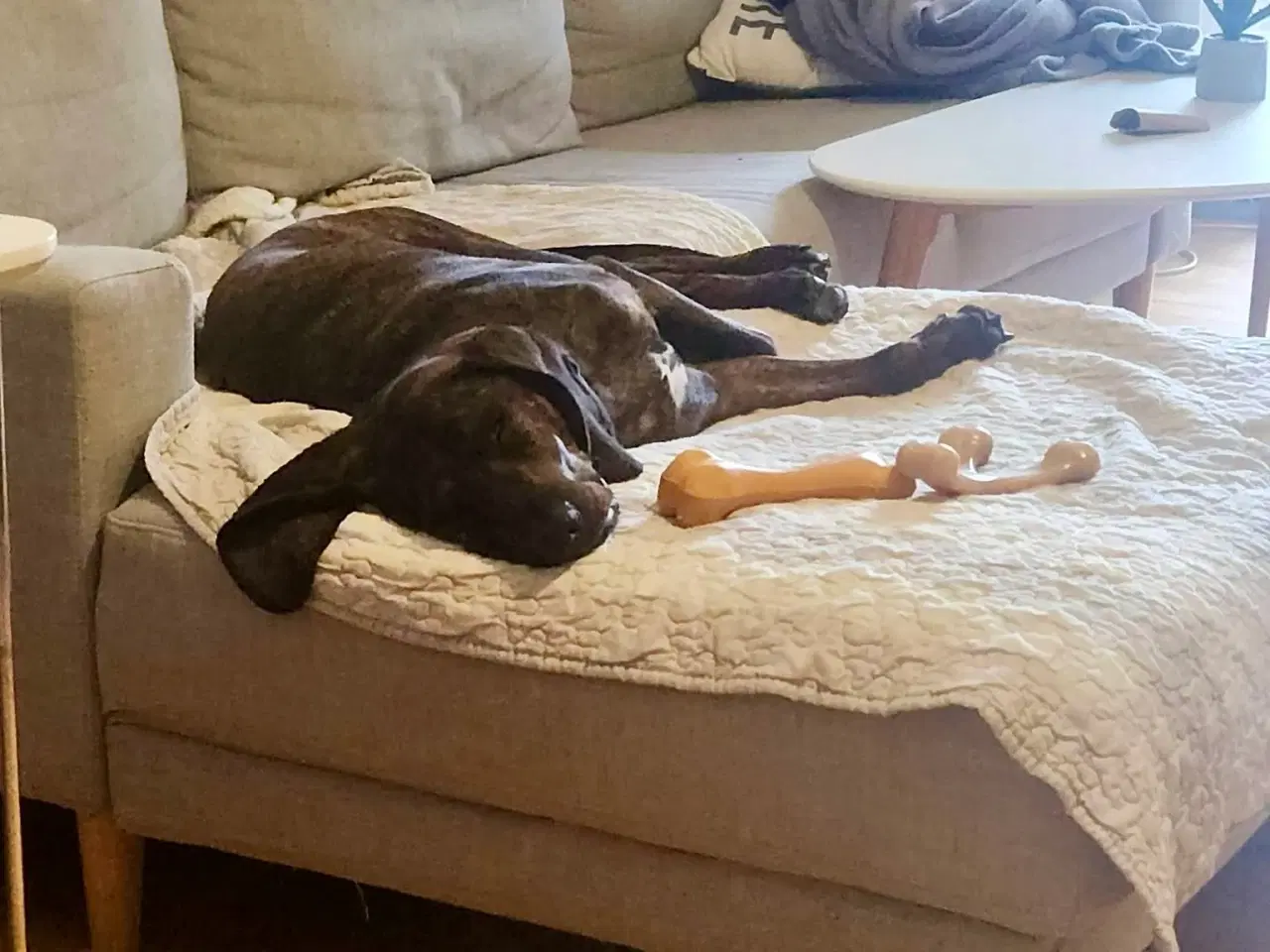 Billede 6 - Dejlige, finurlige Rollo søger ait ønskehjem 🏡💝