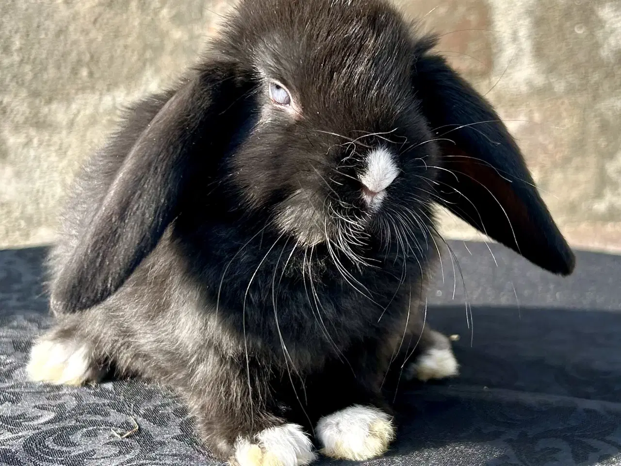 Billede 6 - Super søde kaninunger