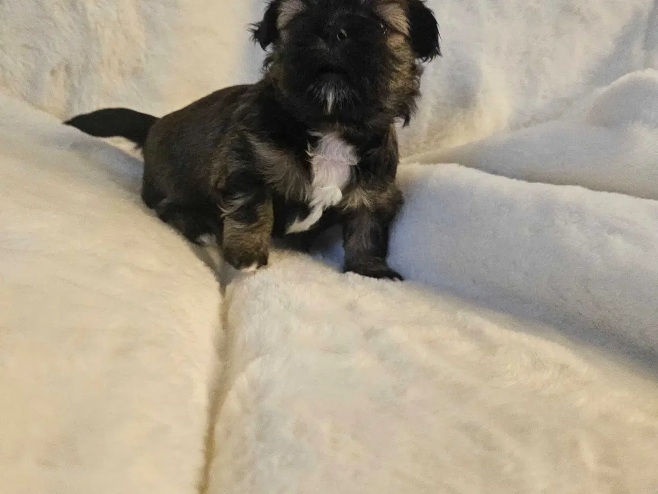 Billede 4 - 3 dejlige hvalpe tilbage🩵🩵 🩷