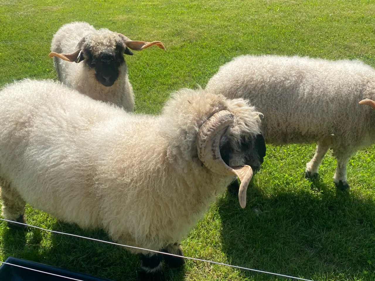 Billede 2 - Valaise Blacknose 