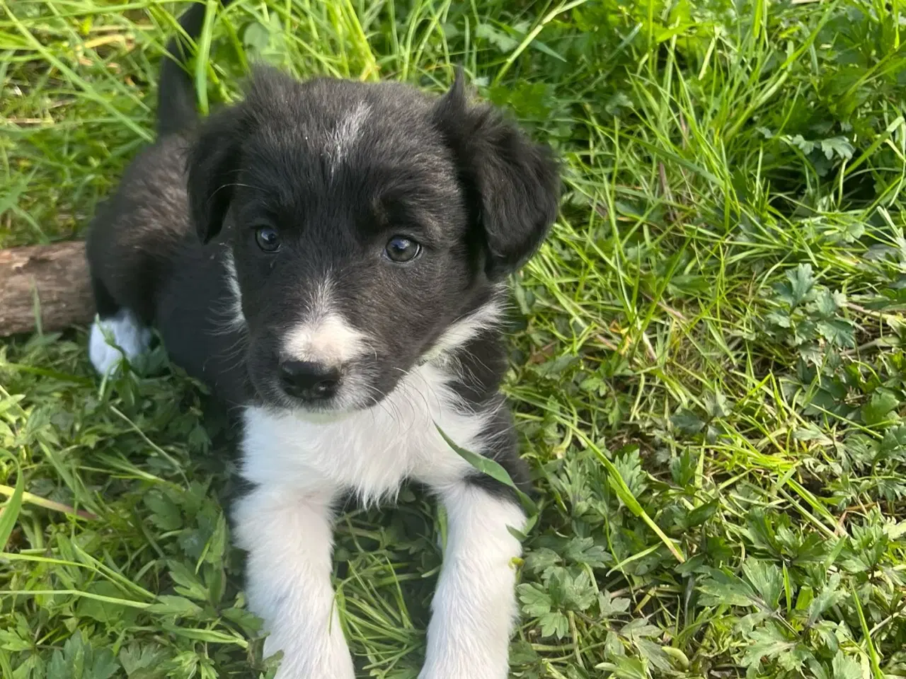 Billede 5 - Border Collie hvalpe