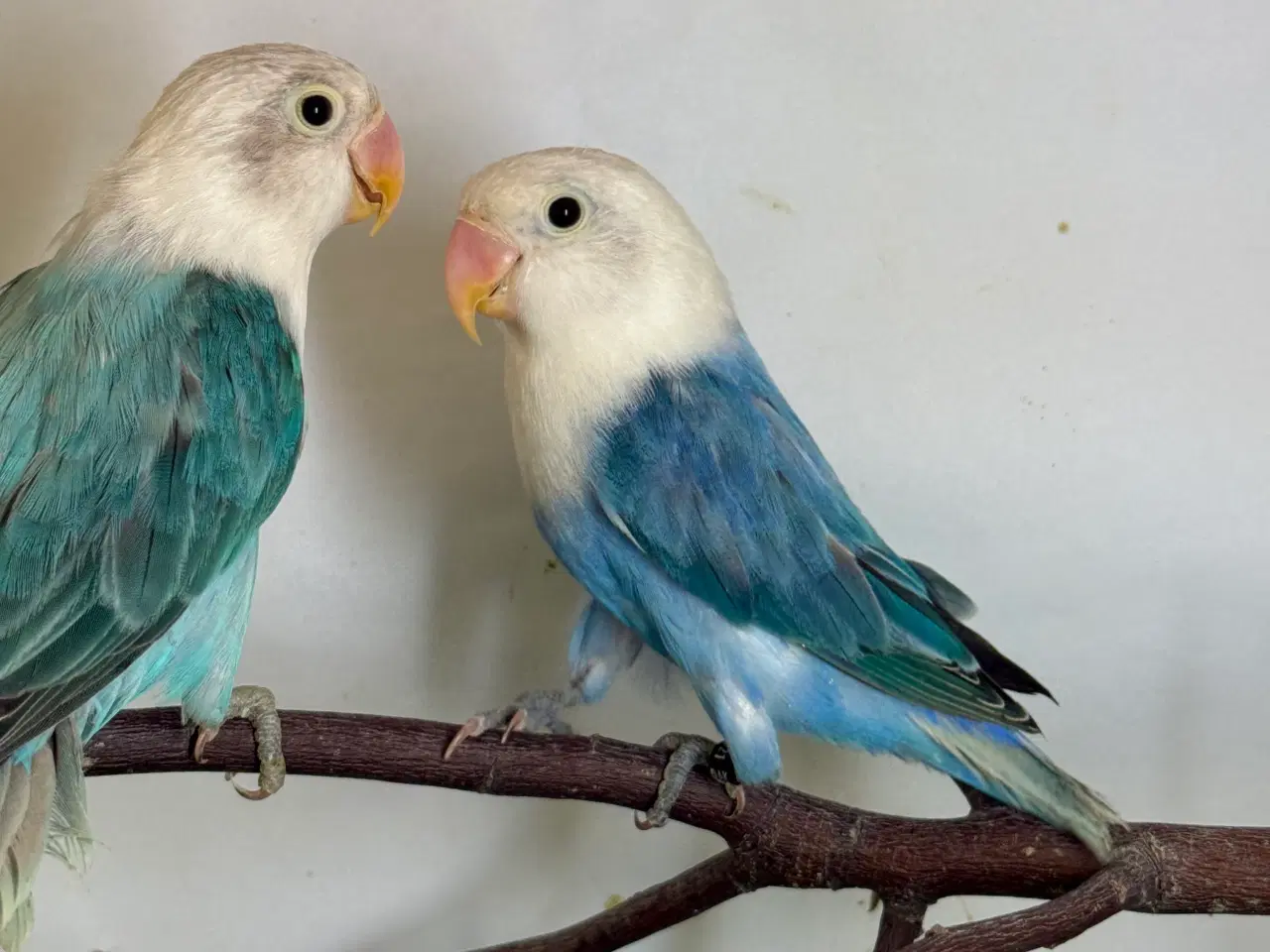 Billede 2 - Rødhovedet dværgpapegøje