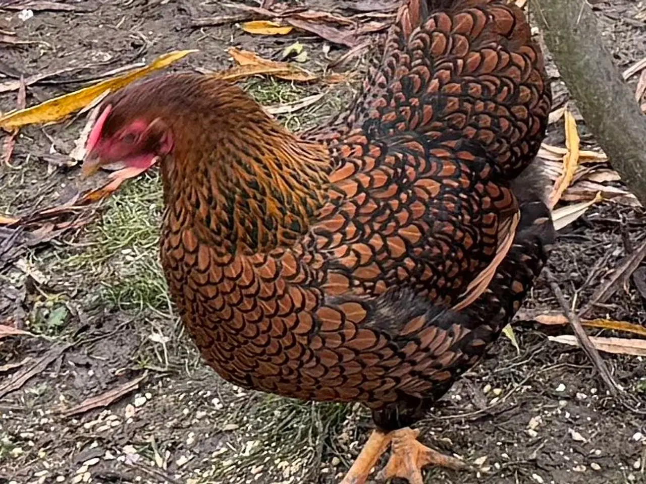 Billede 8 - Dværg Wyandott høner