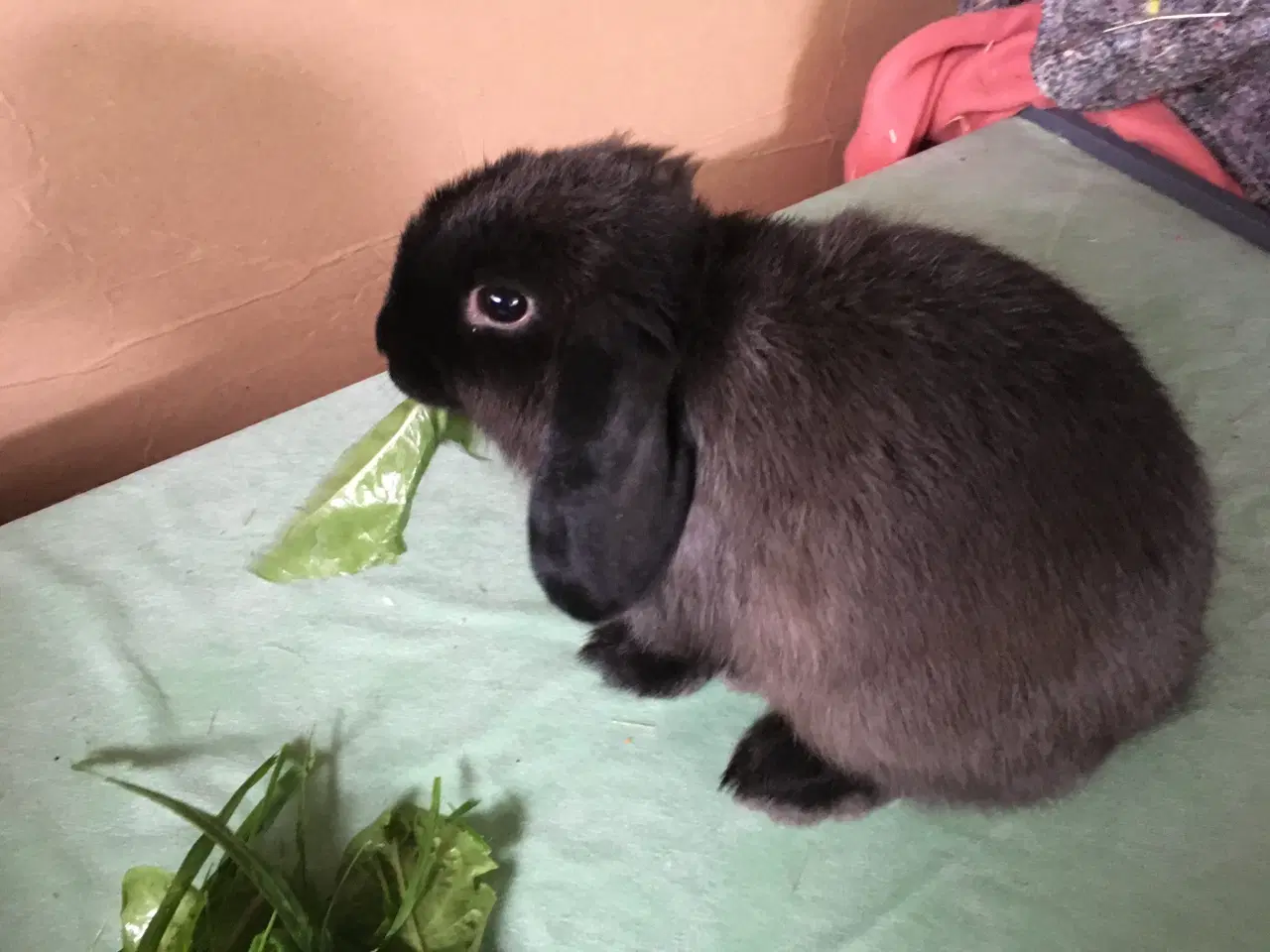 Billede 3 - Bølle BORTGIVES til kærligt hjem