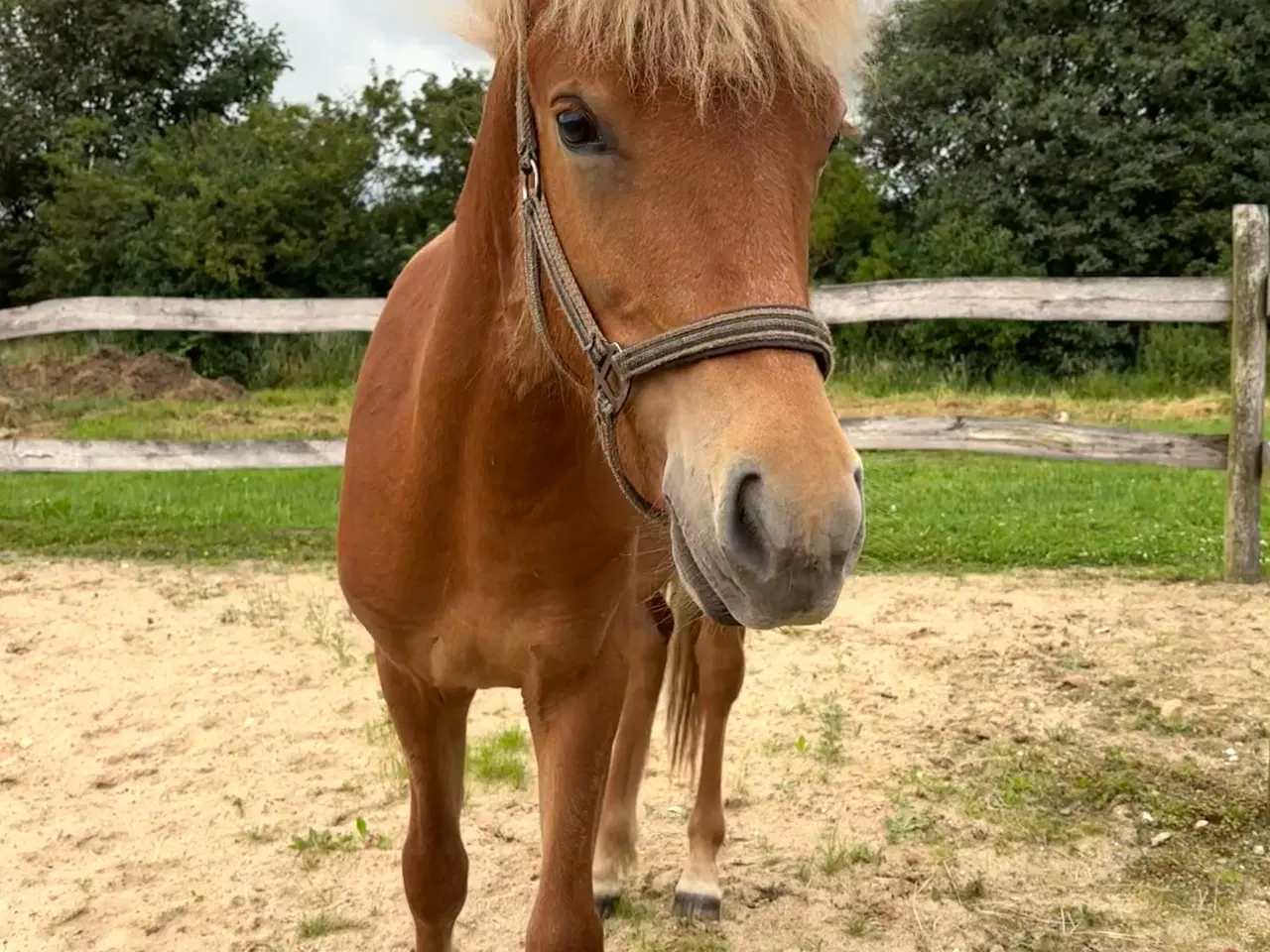 Billede 3 - Smuk islændervallak