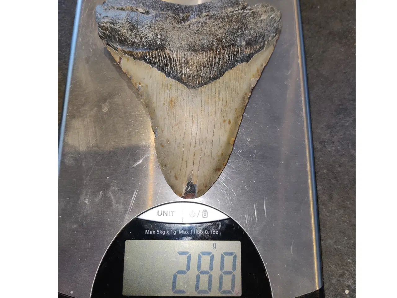 Billede 4 - Megalodon tand 12,9 cm