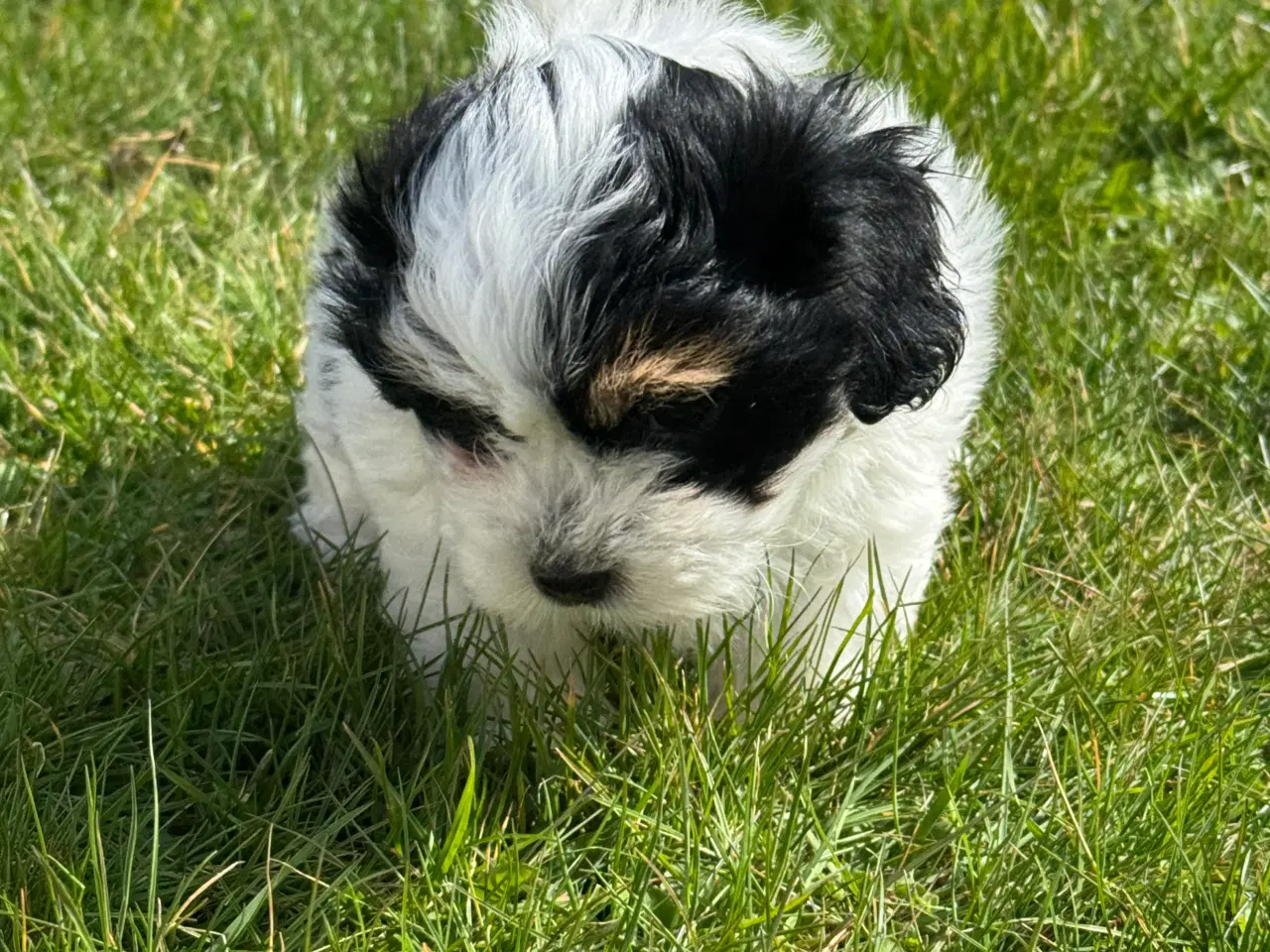 Billede 4 - Bichon Havanais tæve hvalpe med stamtavle 