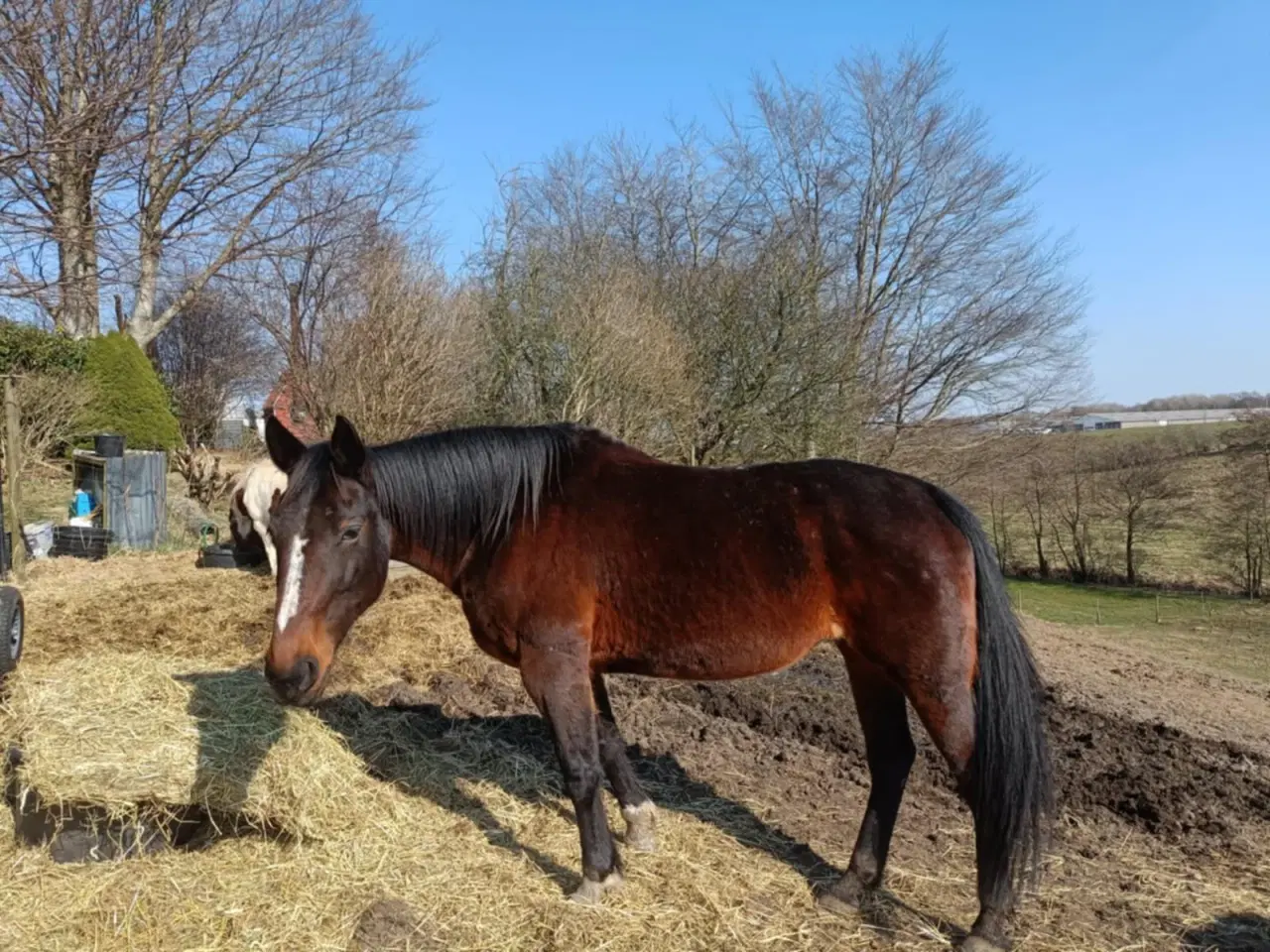 Billede 3 - Haster Ifolet hoppe