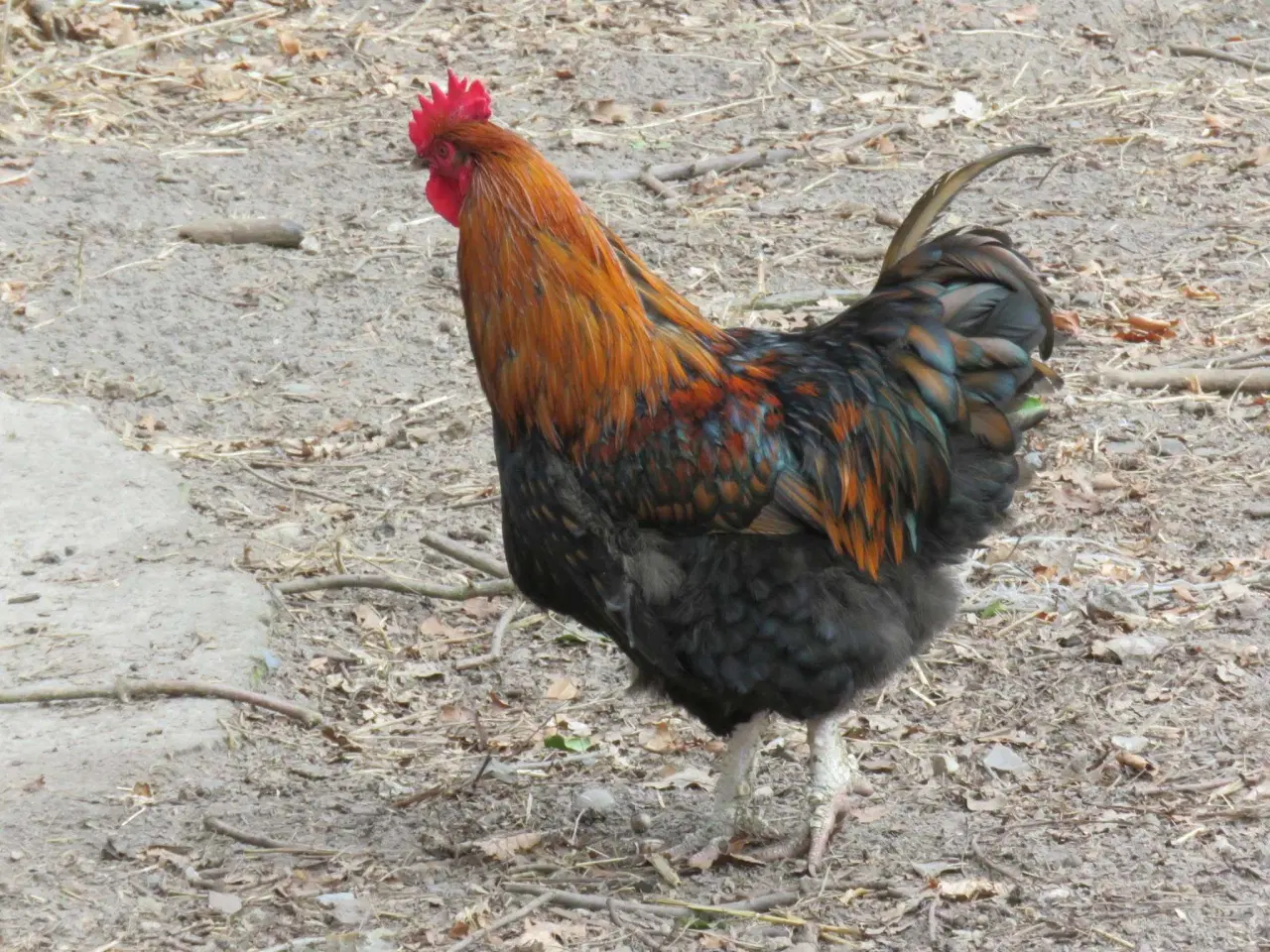 Billede 3 - Haner  blandet racer 