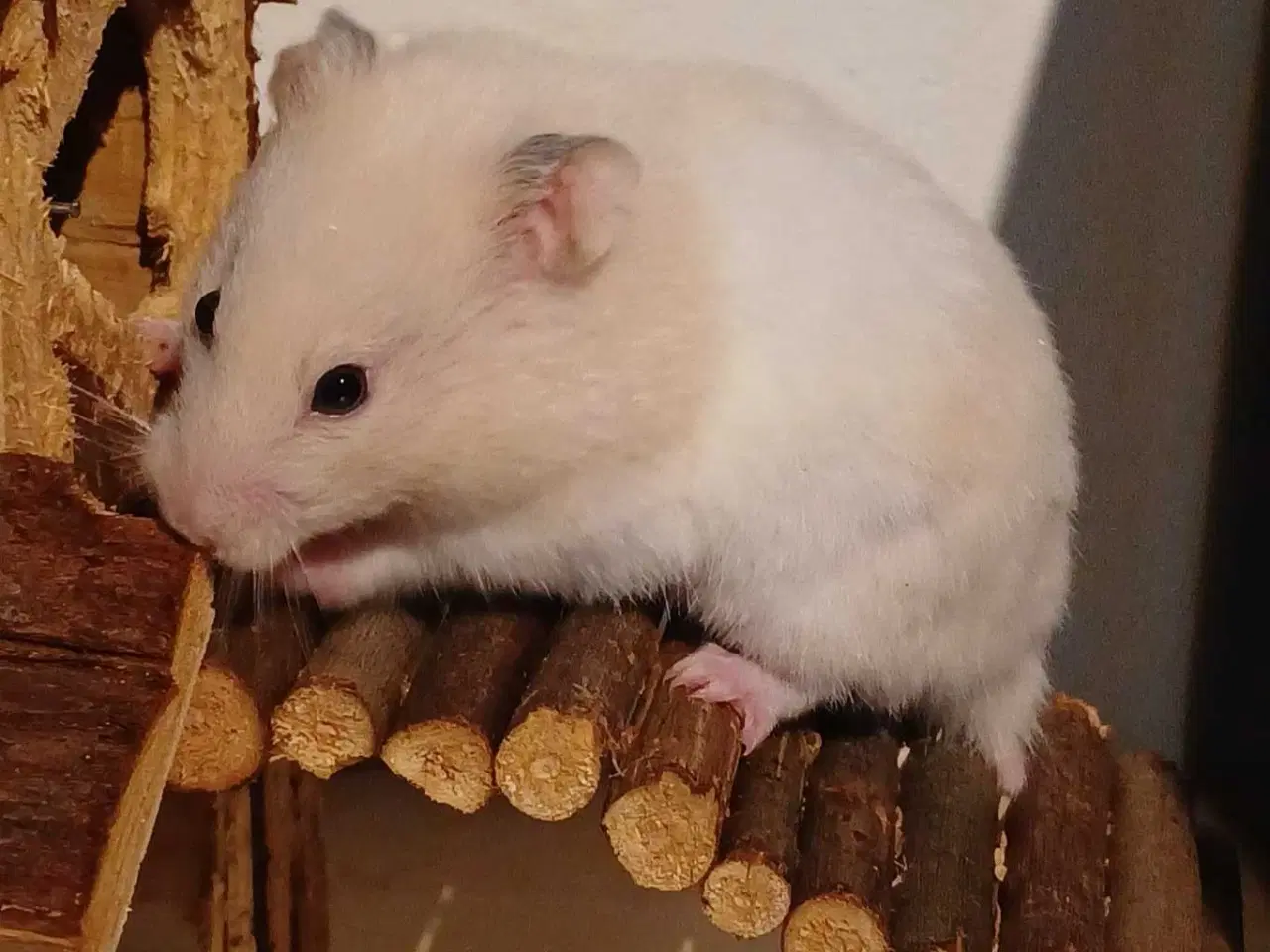 Billede 8 - Guldhamster unger