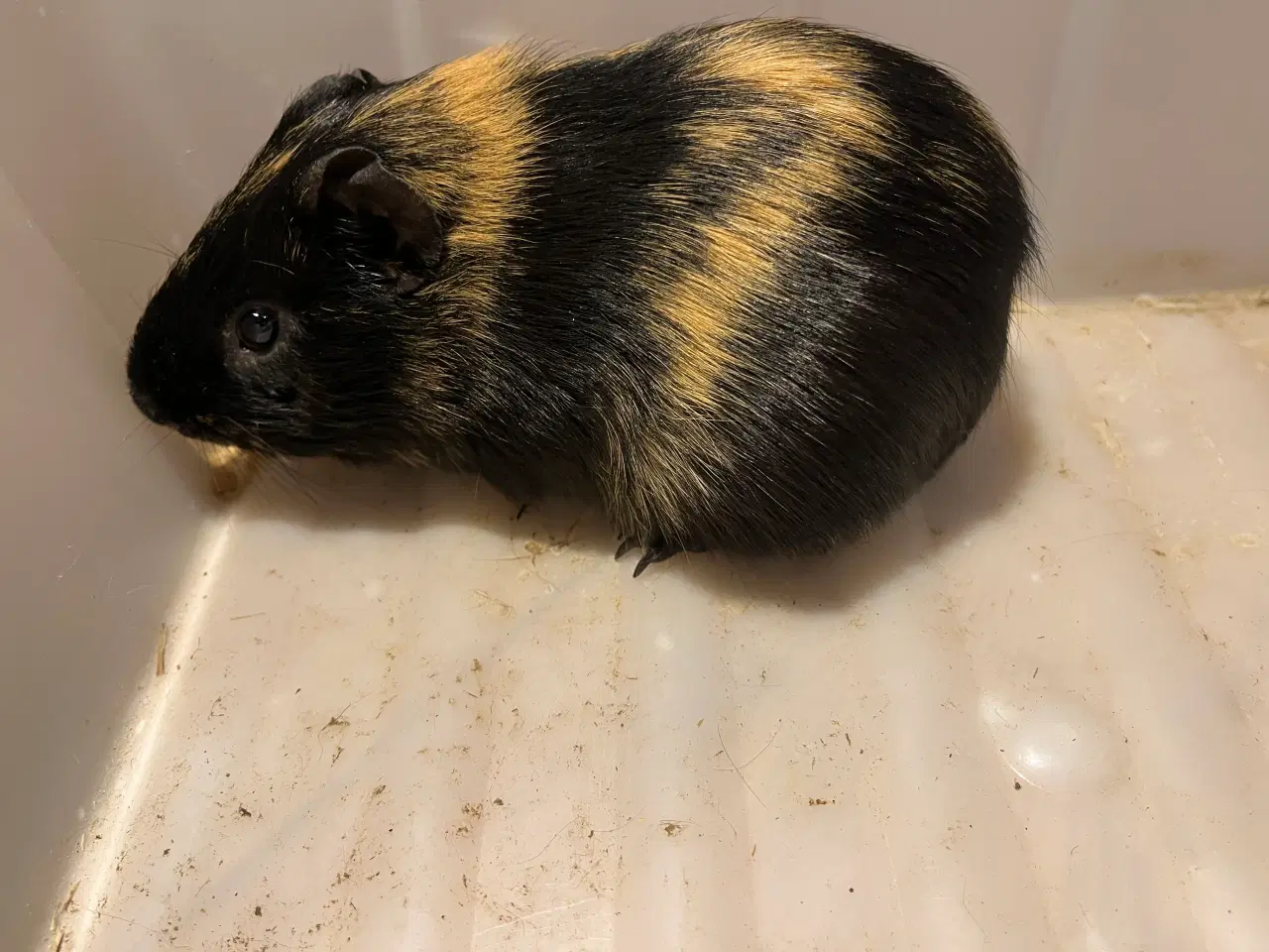 Billede 5 - Marsvin drenge