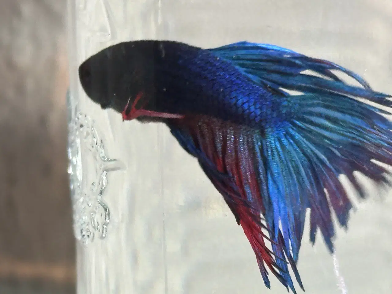 Billede 2 - Crowntail han 