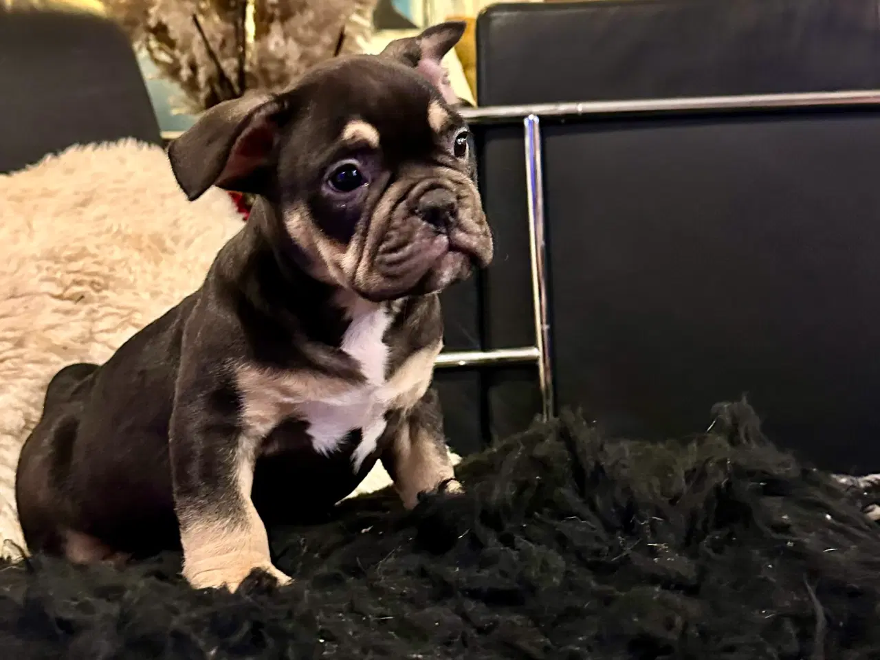 Billede 1 - New english bulldog