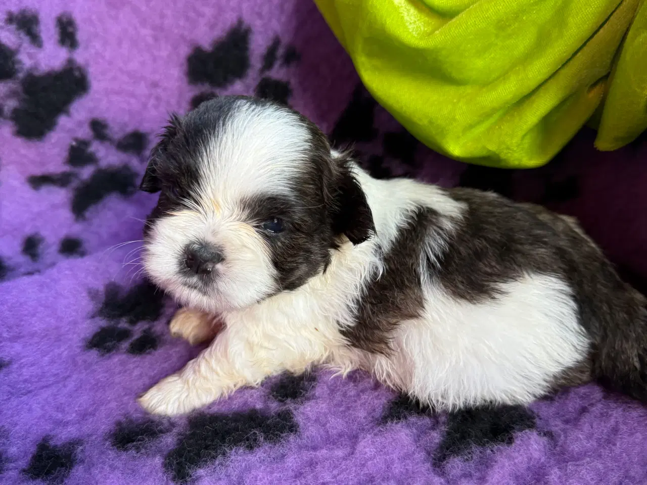 Billede 11 - Shih  tzu-mor/ Coton de Tulear-far