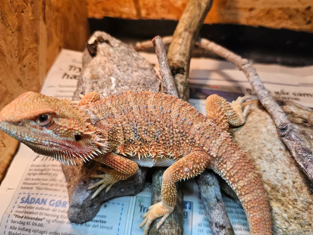 Billede 12 - HASTER skægagame unger 3 mdr gamle 😊