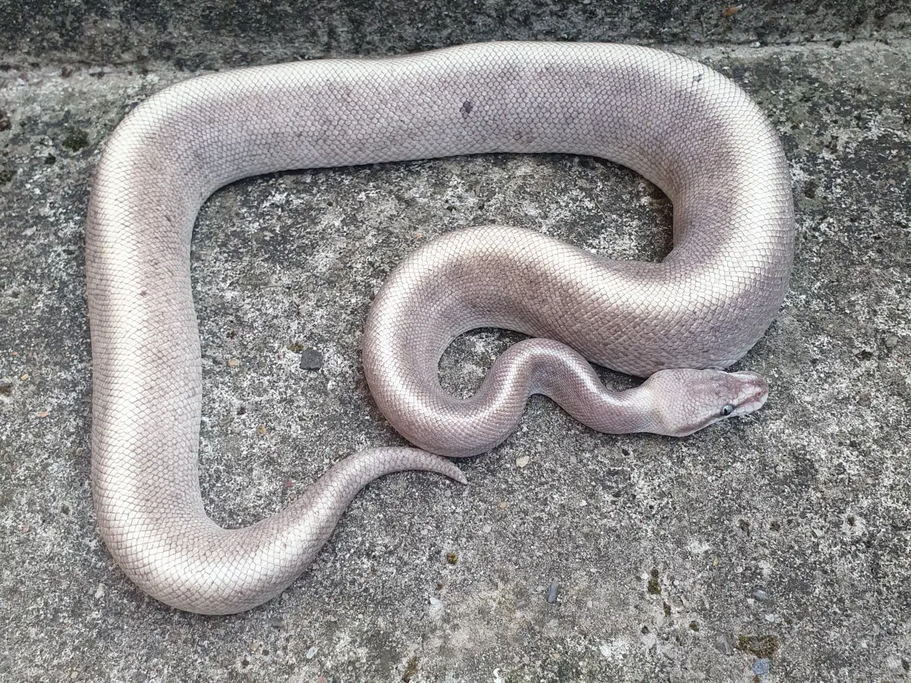 Billede 5 - Kongepython morfer 2024/25