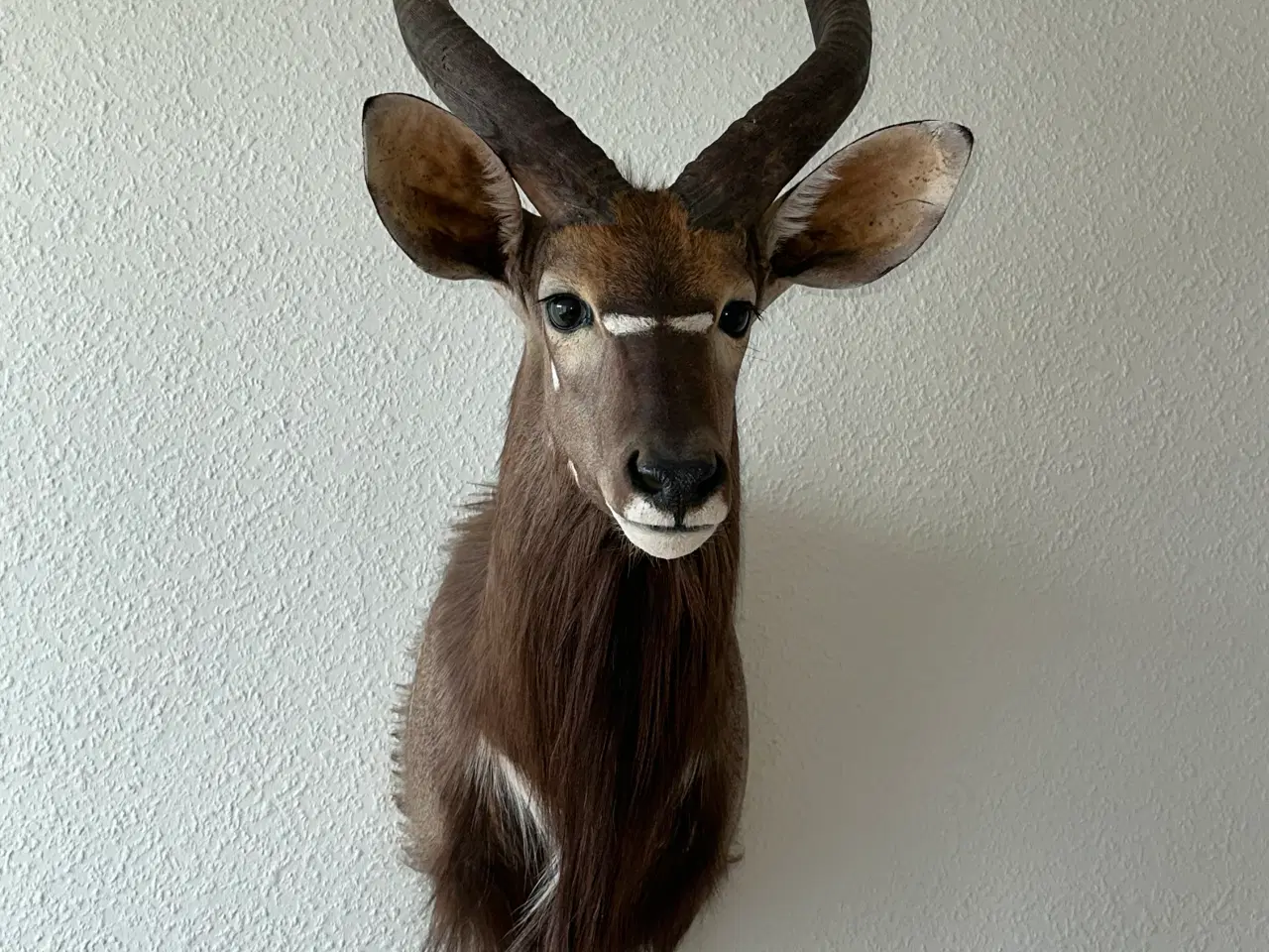 Billede 1 - Flot Nyala fra Namibia 