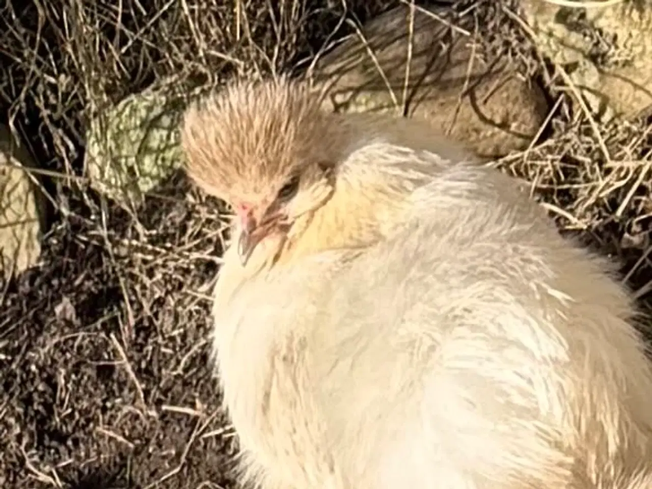 Billede 5 - 5 mellem store flotte silke høns