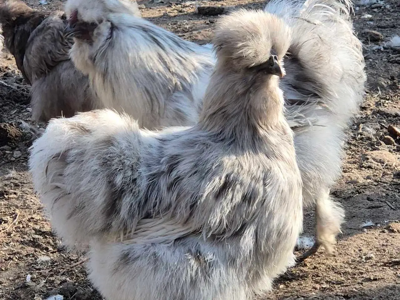 Billede 14 - Kyllinger silkehøns 