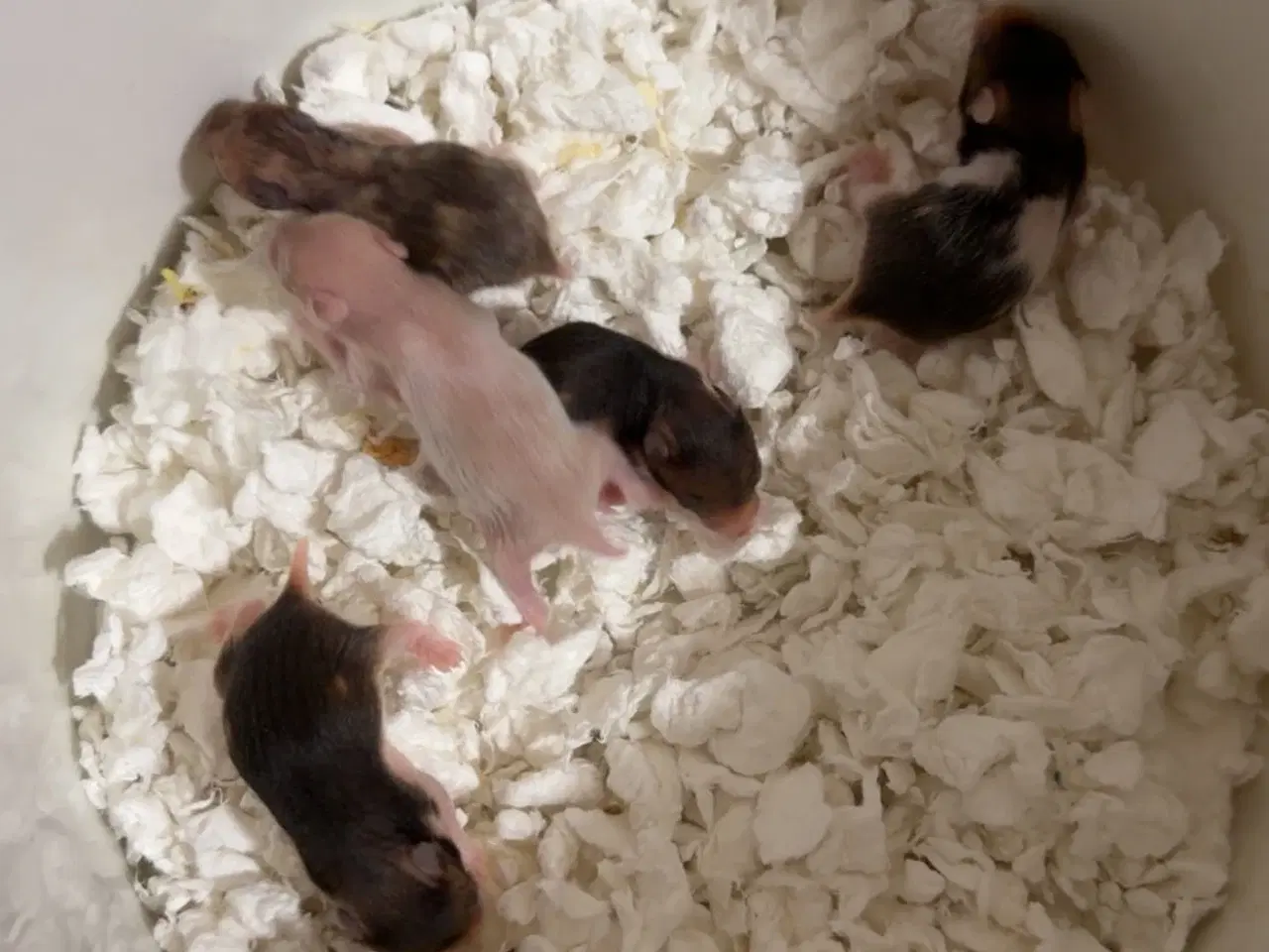 Billede 1 - Guld hamster unger