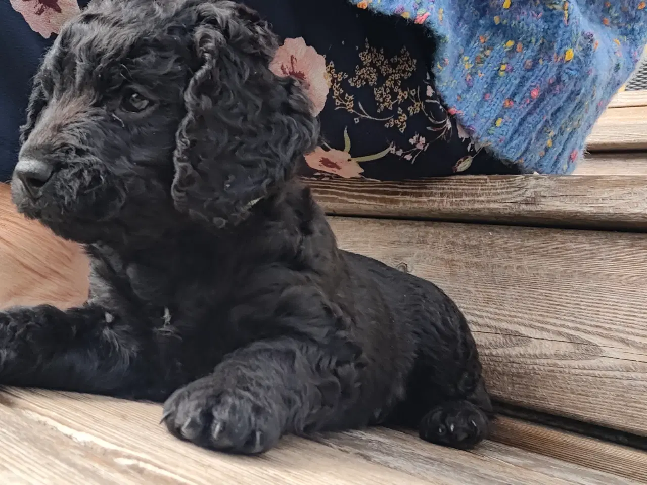 Billede 4 - Hvalp Cockerpoo Cavapoo- blanding doodle