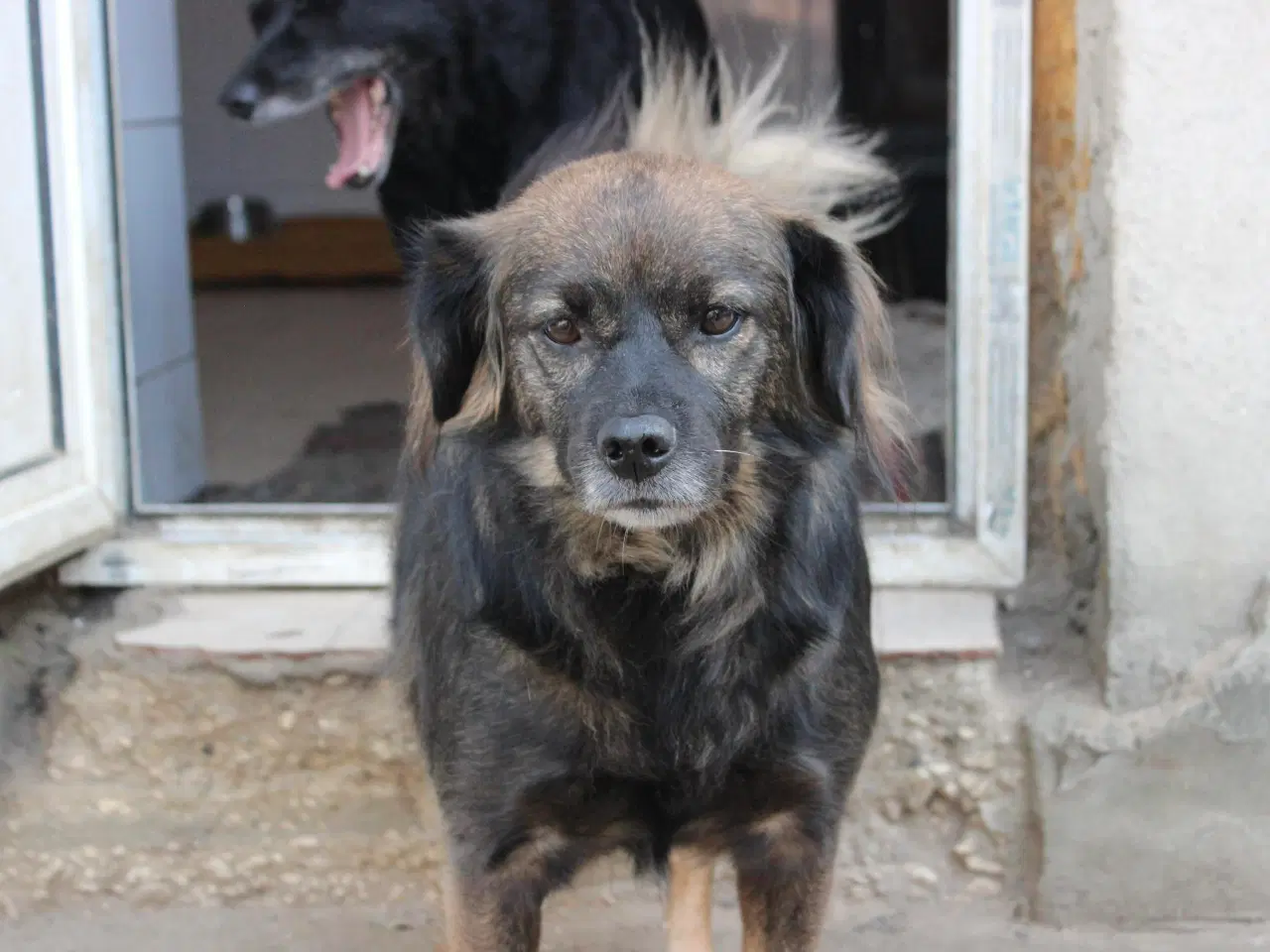 Billede 2 - Livsglade Joy 🩷