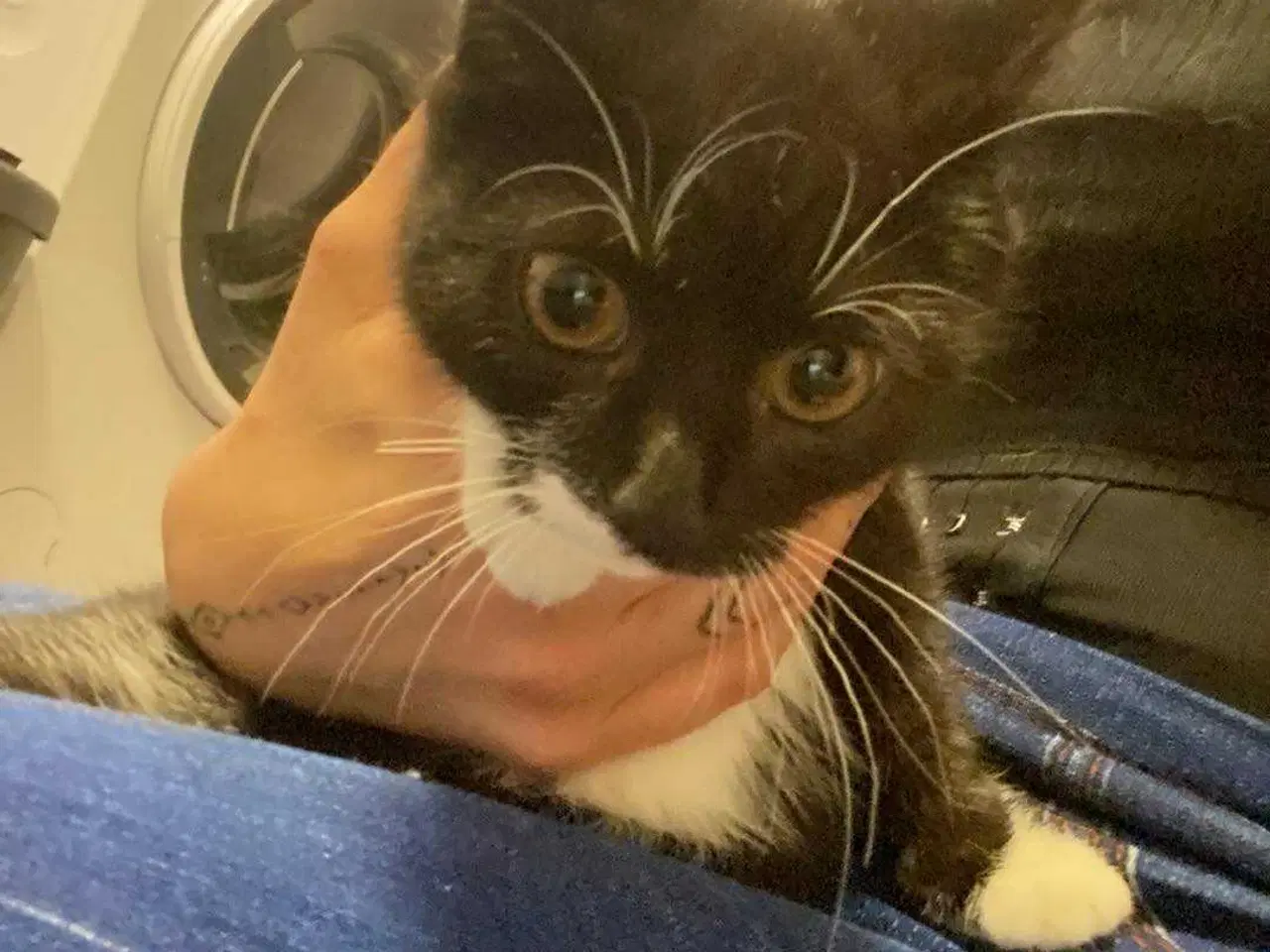 Billede 3 - Verdens sødeste katte killing søger nyt hjem