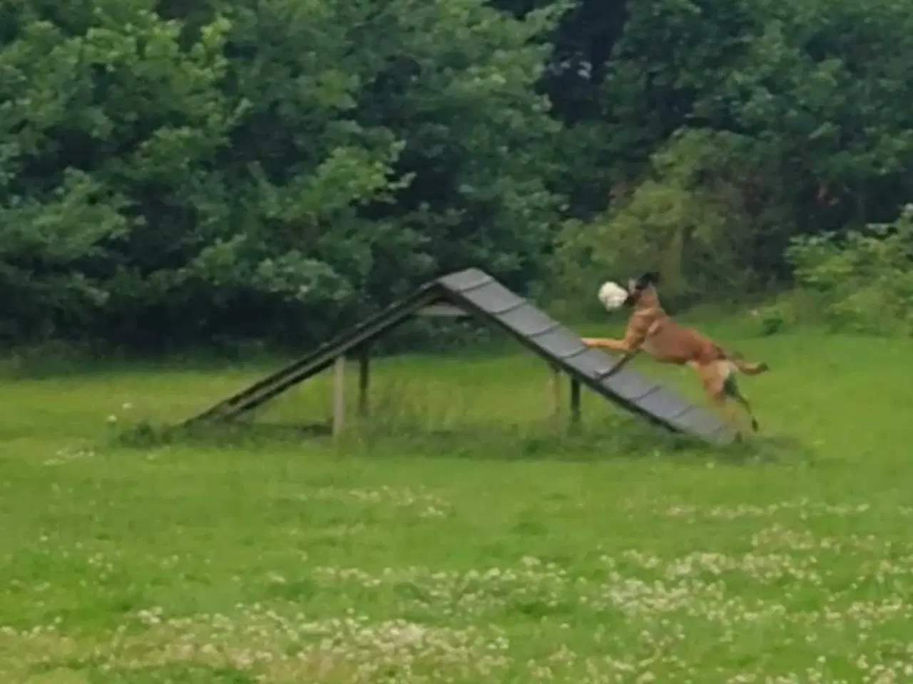 Billede 6 - (SØGER) 👈🏻👉🏻 Belgisk Malinois