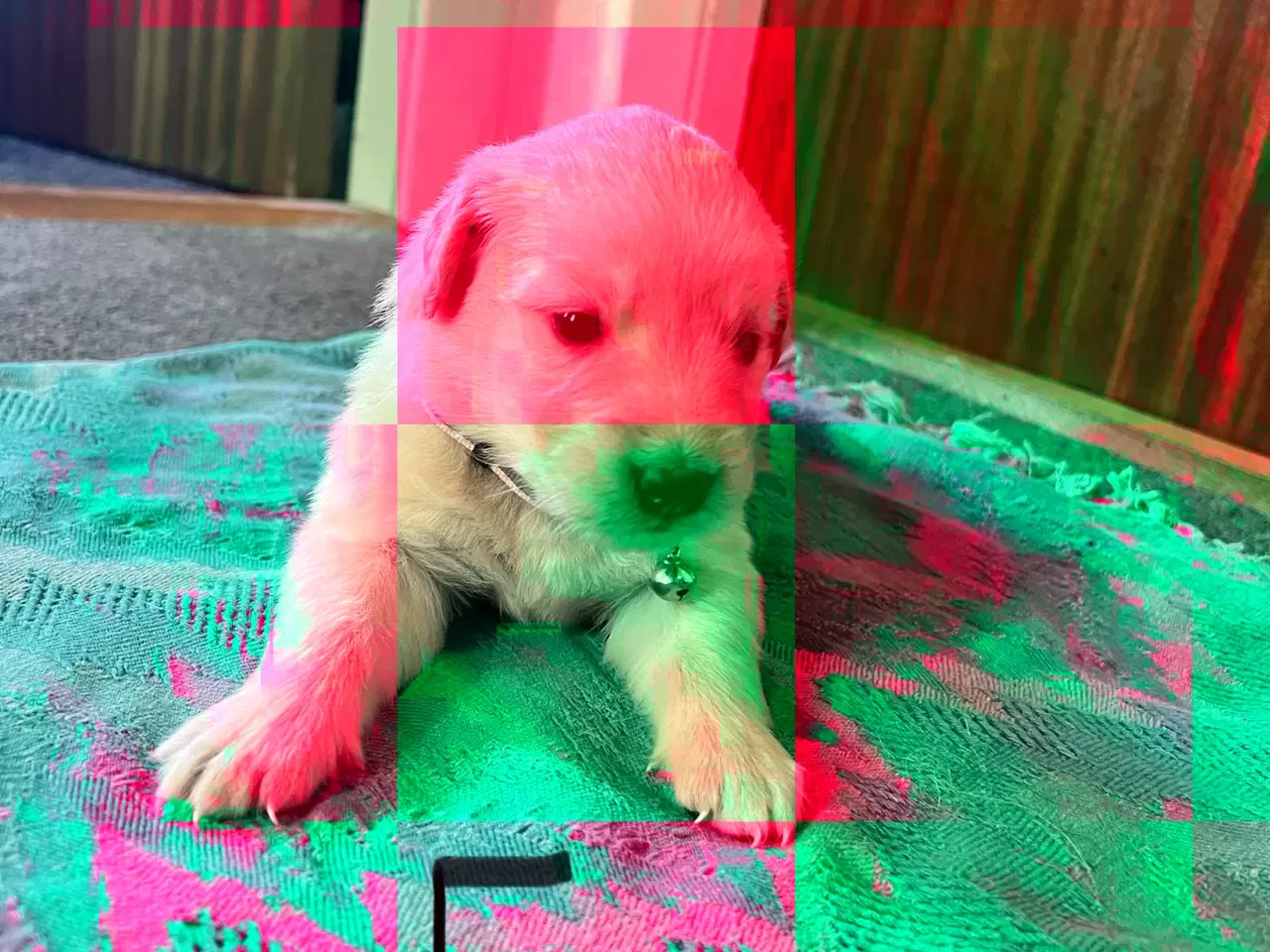 Billede 14 - Vi søger nyt hjem.