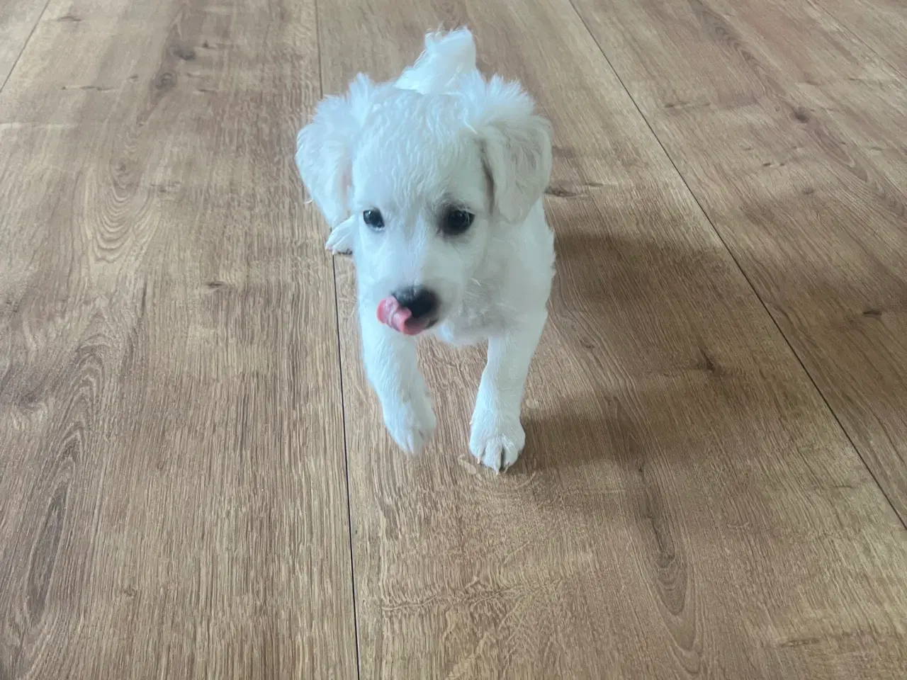 Billede 9 - Malteser/bichon hvalpe 