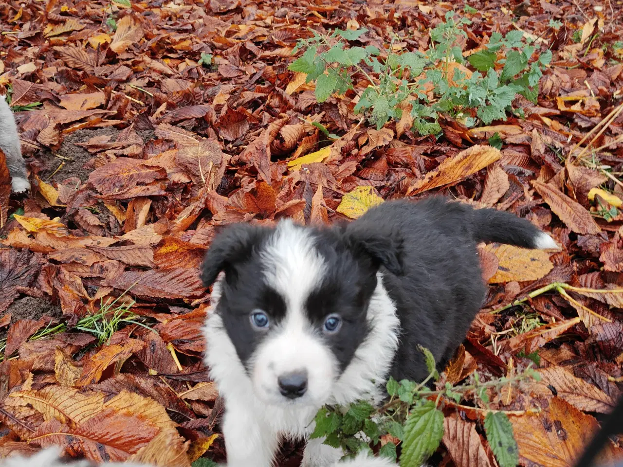 Billede 2 - Sødeste Border collie hvalpe