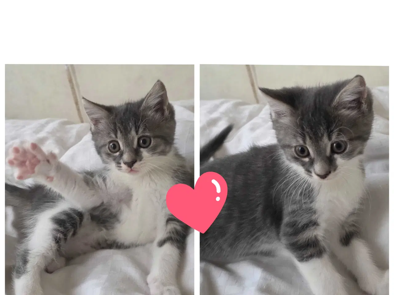 Billede 12 - Killinger mainecoon blandinger