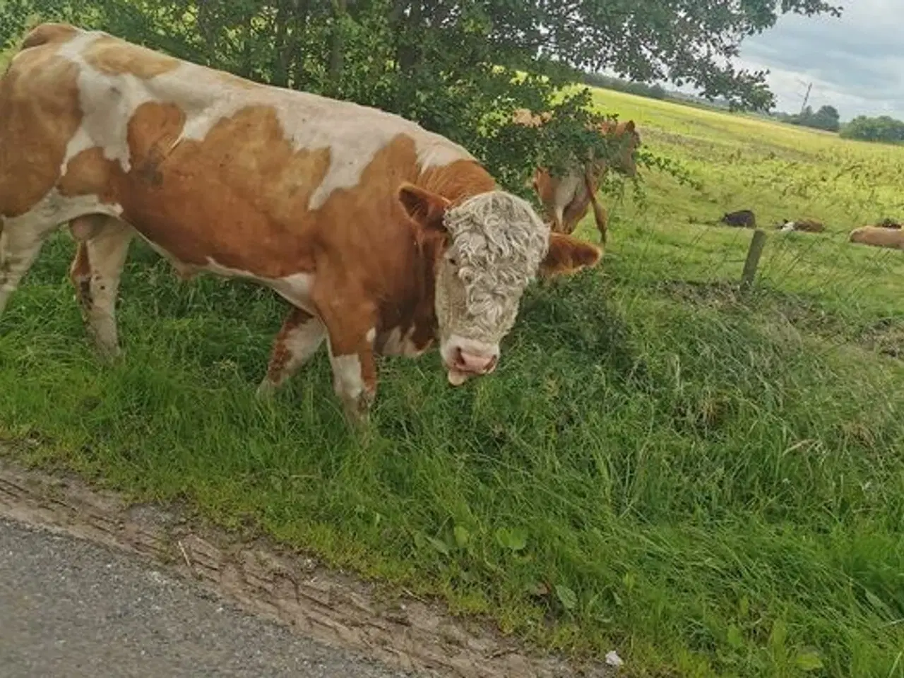 Billede 2 -  Simmentaler tyre