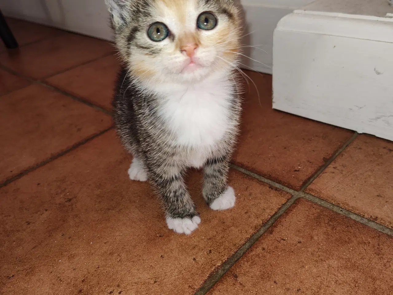 Billede 1 - Killinger