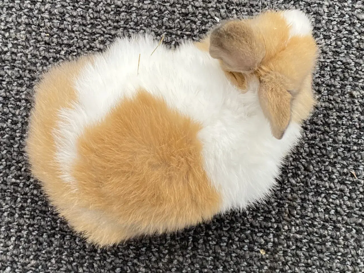 Billede 4 - HOLLÆNDER HAN MADAGASCAR