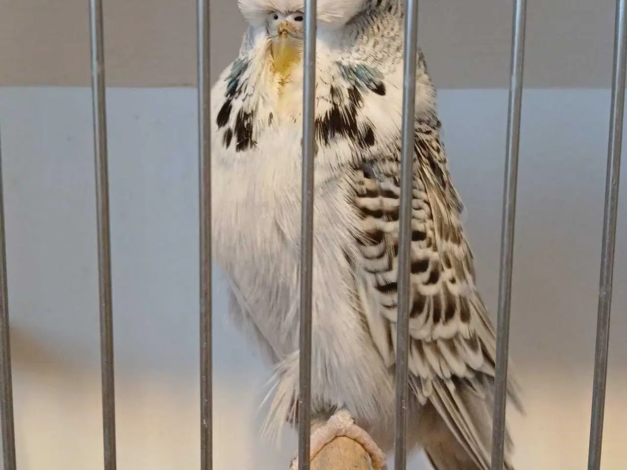 Billede 19 - 1 par Engelske undulater 