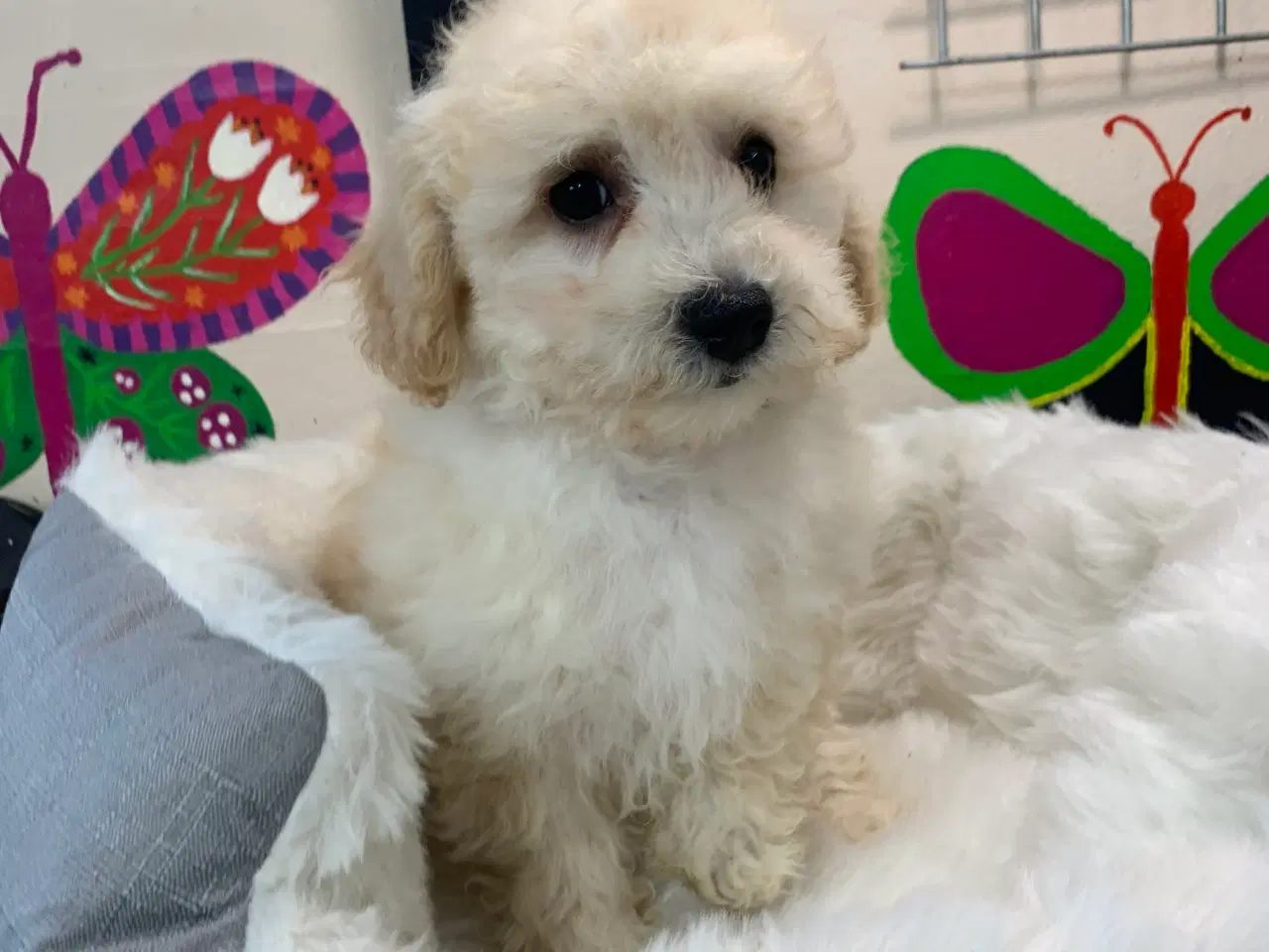 Billede 3 - Maltipoo babyer er rejse klar nu 