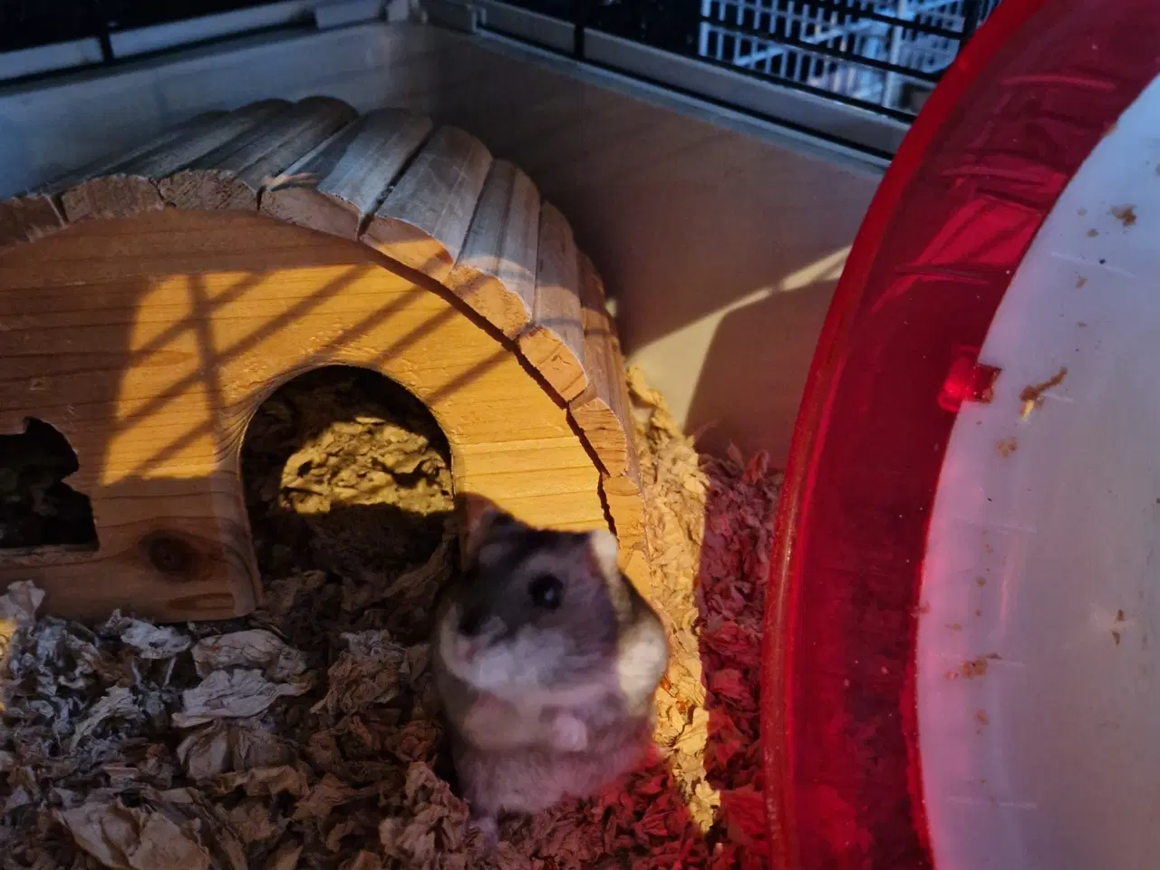 Billede 3 - Hamster med bur og andet tilbehør