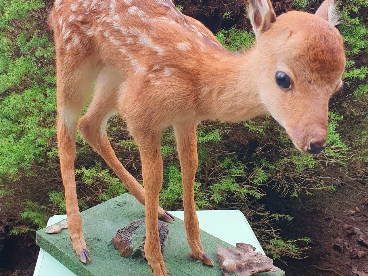 Billede 1 - Sika kalv udstoppet