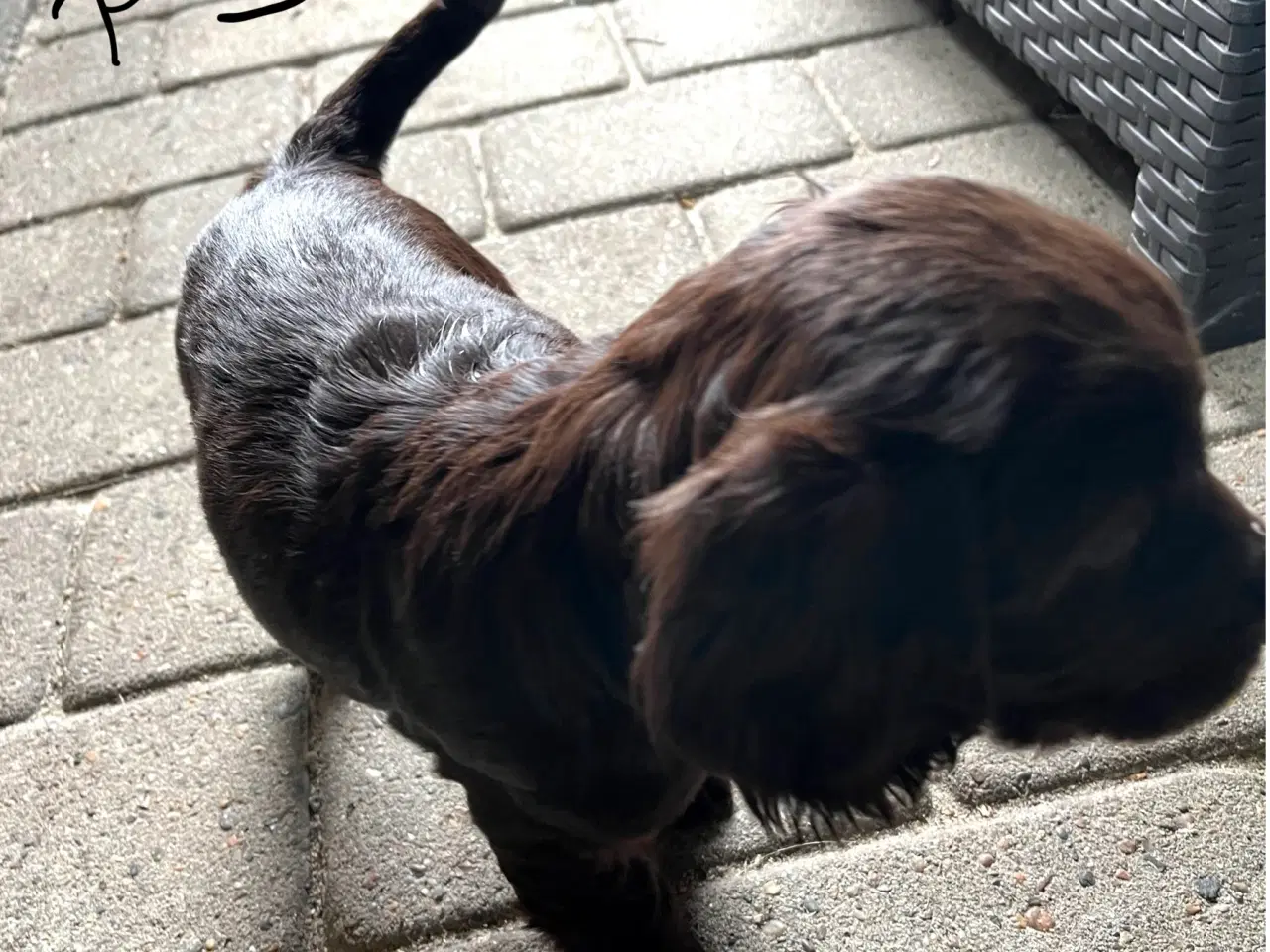 Billede 4 - Stue opdrætte cocker spaniel 