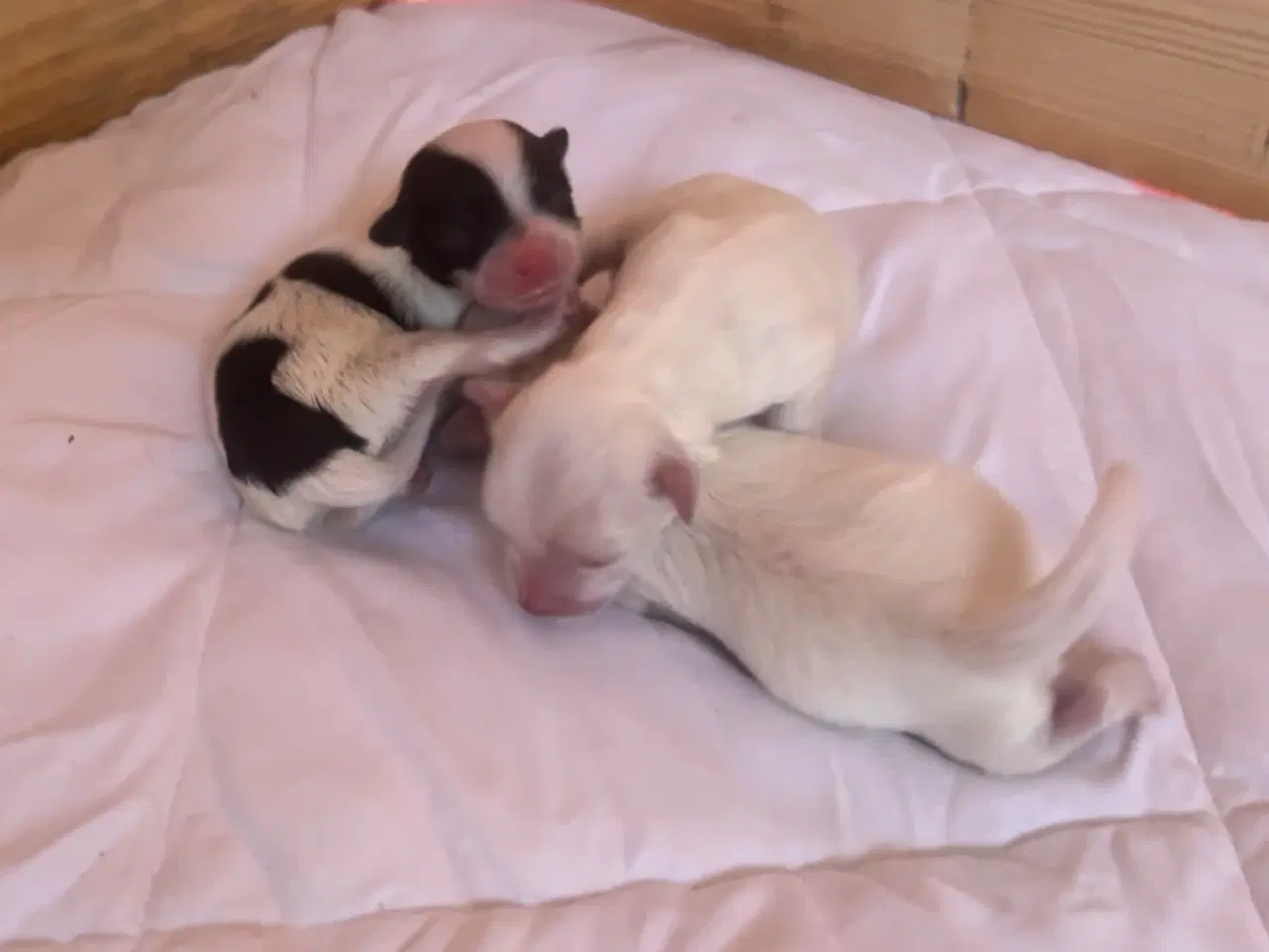 Billede 4 - Små allergivenlige blandingshvalpe