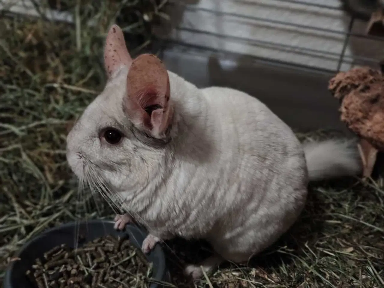 Billede 1 - 4 hunner 1 han (Chinchilla Familie)🐿️