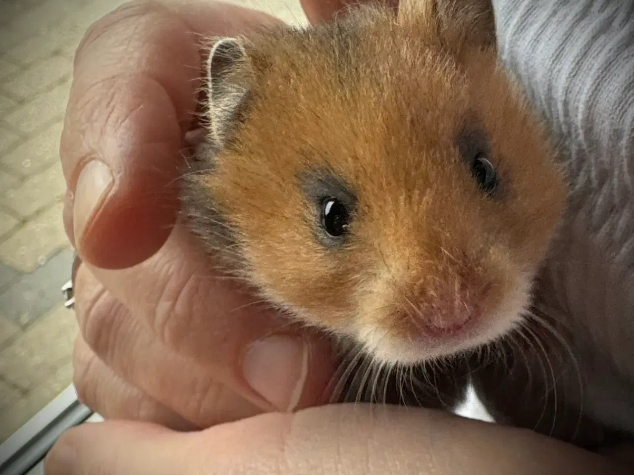 Billede 4 - Guldhamster unger sælges