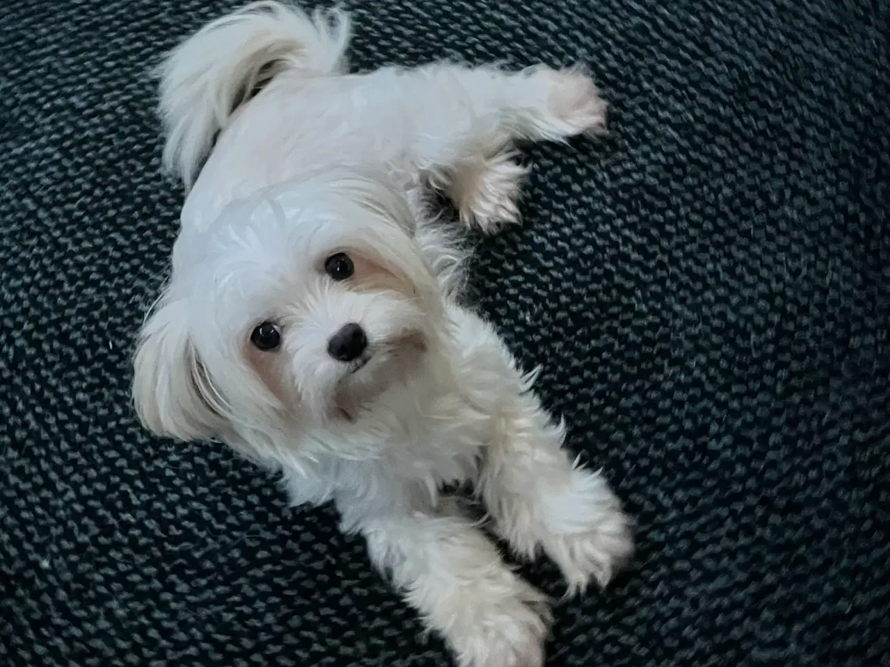 Billede 4 - Mops og malteser blanding 