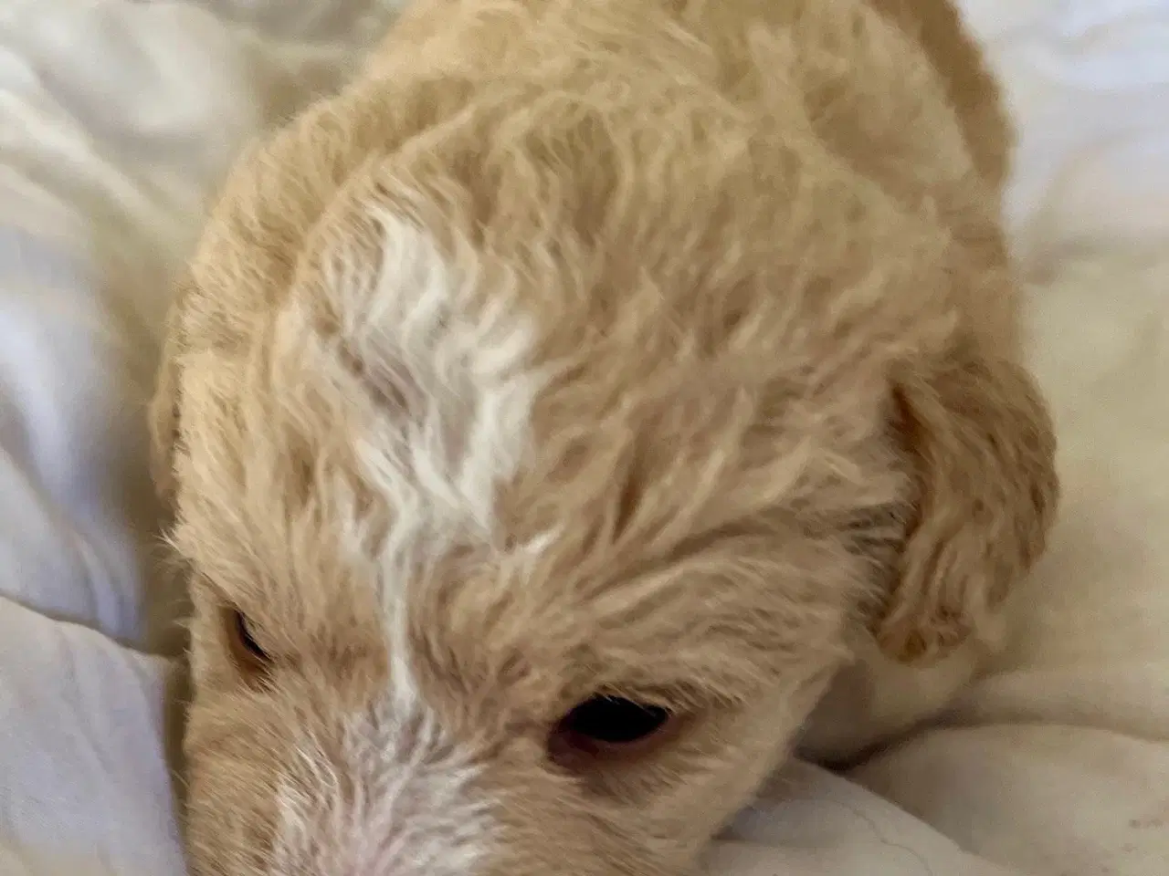 Billede 7 - Super skønne sociale Lagotto blandinger